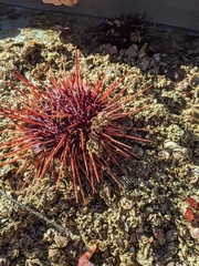 Mesocentrotus franciscanus