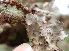 Lobarina scrobiculata