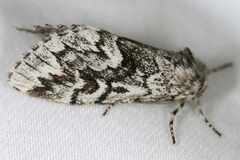 Panthea acronyctoides