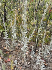 Artemisia ludoviciana