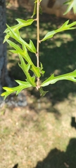 Quercus palustris