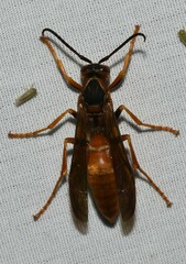 Polistes rubiginosus