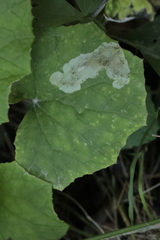 Phytomyza albiceps group