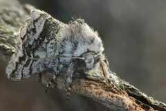 Panthea acronyctoides