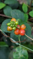 Lonicera periclymenum