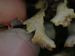 Pseudocyphellaria
