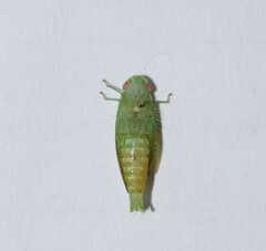 Rugosana querci