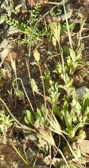 Biserrula pelecinus