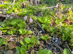 Linnaea borealis longiflora