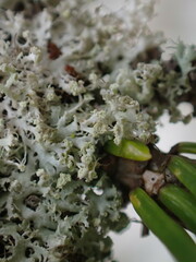 Physcia adscendens