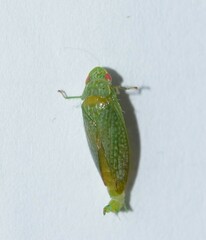 Rugosana querci