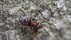 Lasius brunneus