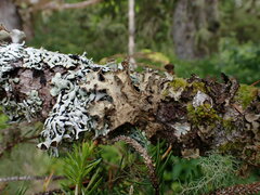 Lobarina scrobiculata