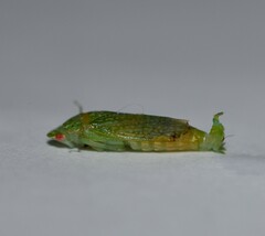 Rugosana querci