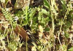 Biserrula pelecinus