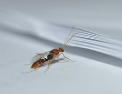 Odontomachus ruginodis