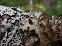 Lobarina scrobiculata