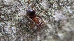 Lasius brunneus