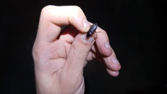 Harpalus rufipes