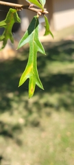 Quercus palustris