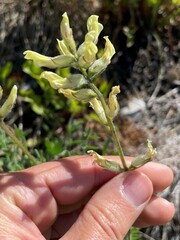 Oxytropis campestris