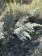Artemisia frigida