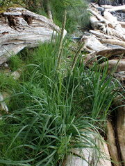 Leymus mollis