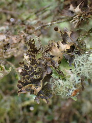 Pseudocyphellaria