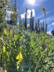 Oxytropis campestris