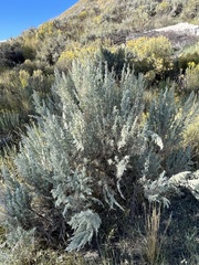 Artemisia frigida