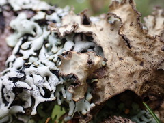 Lobarina scrobiculata