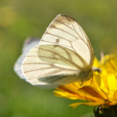Pieris napi