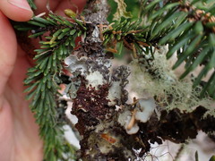 Lobarina scrobiculata