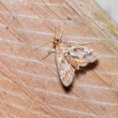 Parapoynx obscuralis