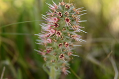 Echiostachys ecklonianus