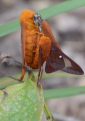 Anisota virginiensis