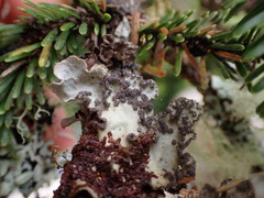 Lobarina scrobiculata