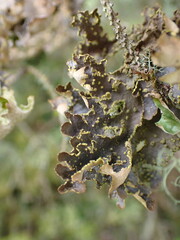 Pseudocyphellaria