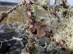Lobaria anomala