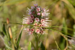 Echiostachys ecklonianus