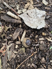 Tolypocladium longisegmentatum