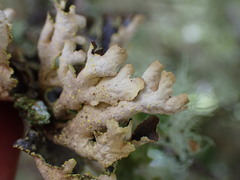 Pseudocyphellaria