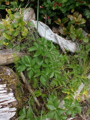 Angelica lucida