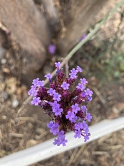 Verbena