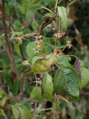 Malus fusca