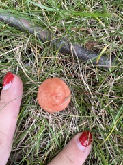 Russula rosacea