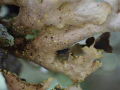 Pseudocyphellaria