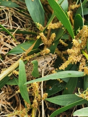 Discoglossus galganoi