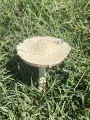 Saproamanita thiersii