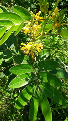 Senna obtusifolia